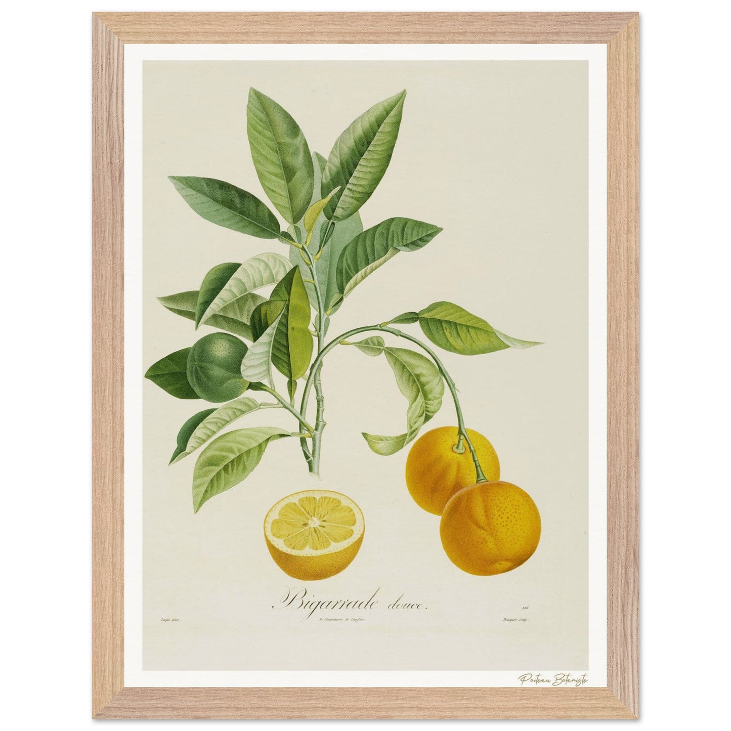 Affiche Botanique Orange Bigarrade Douce - 30x40cm, cadre bois premium
