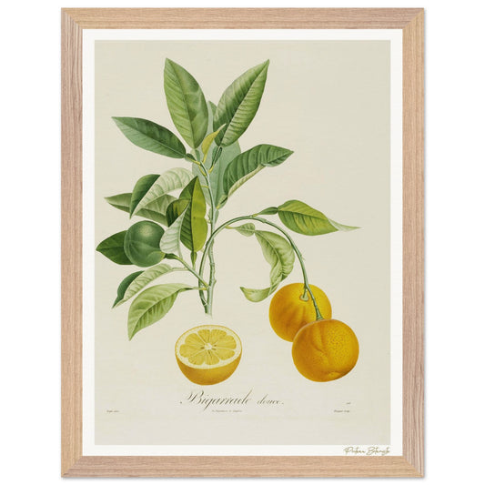 Affiche Botanique Orange Bigarrade Douce - 30x40cm, cadre bois premium
