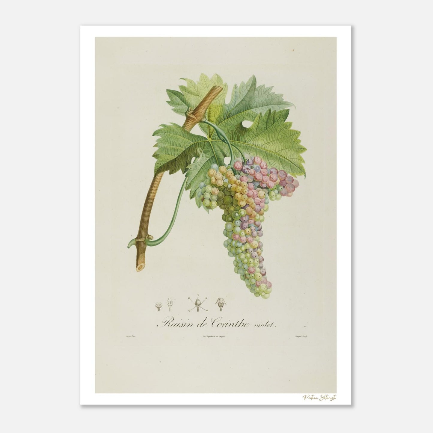 Planche botanique Fine Art 50×70 cm du Raisin de Corinthe violet. Gravure naturaliste XIXe siècle.