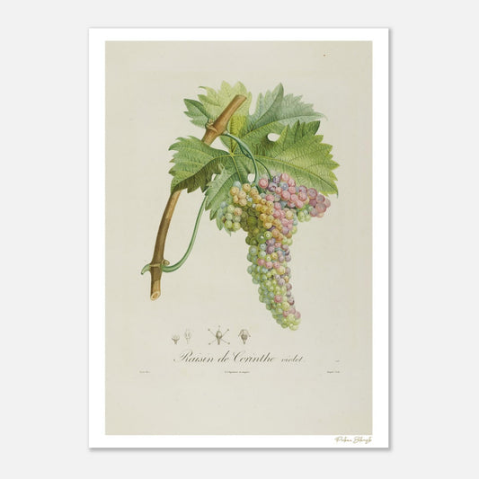 Planche botanique Fine Art 50×70 cm du Raisin de Corinthe violet. Gravure naturaliste XIXe siècle.