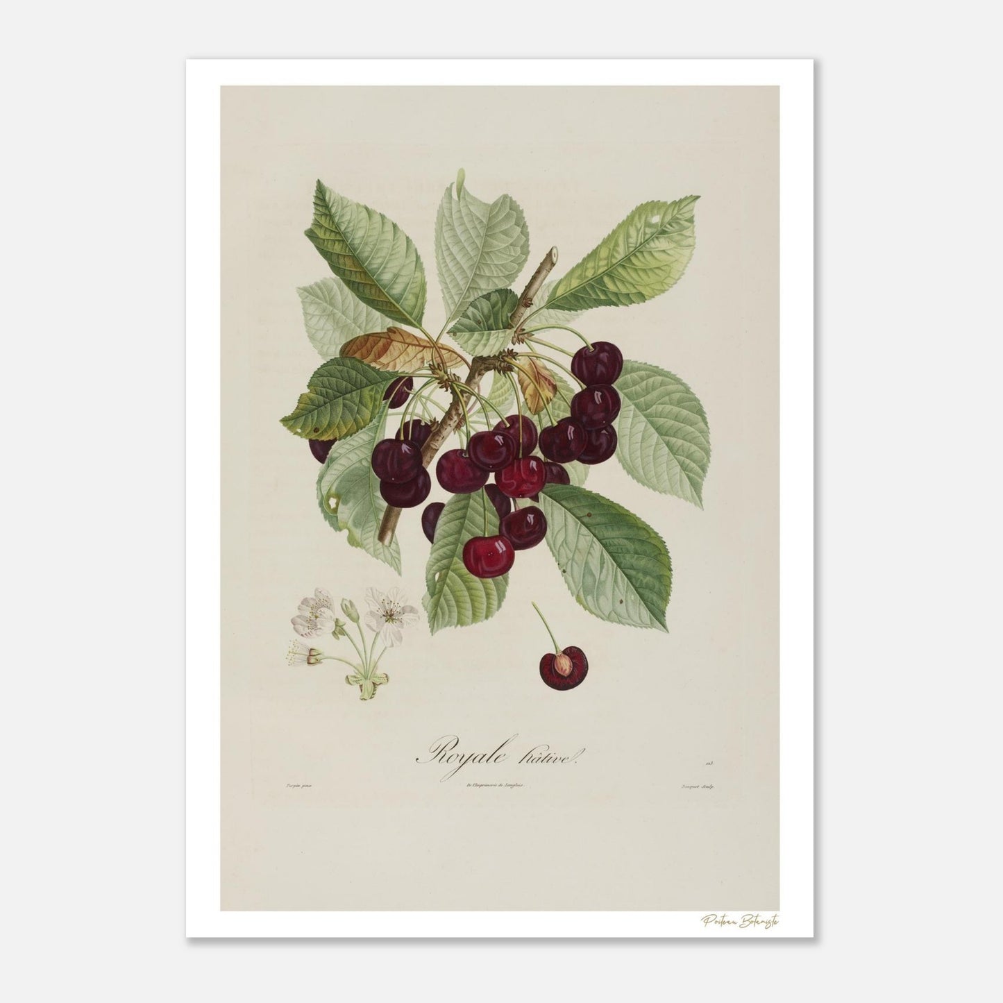 Planche botanique Cerise Royale Hâtive extraite du Traité des Arbres Fruitiers de Poiteau. Impression Fine Art 50×70 cm.