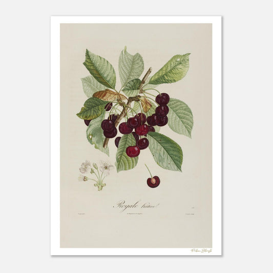 Planche botanique Cerise Royale Hâtive extraite du Traité des Arbres Fruitiers de Poiteau. Impression Fine Art 50×70 cm.