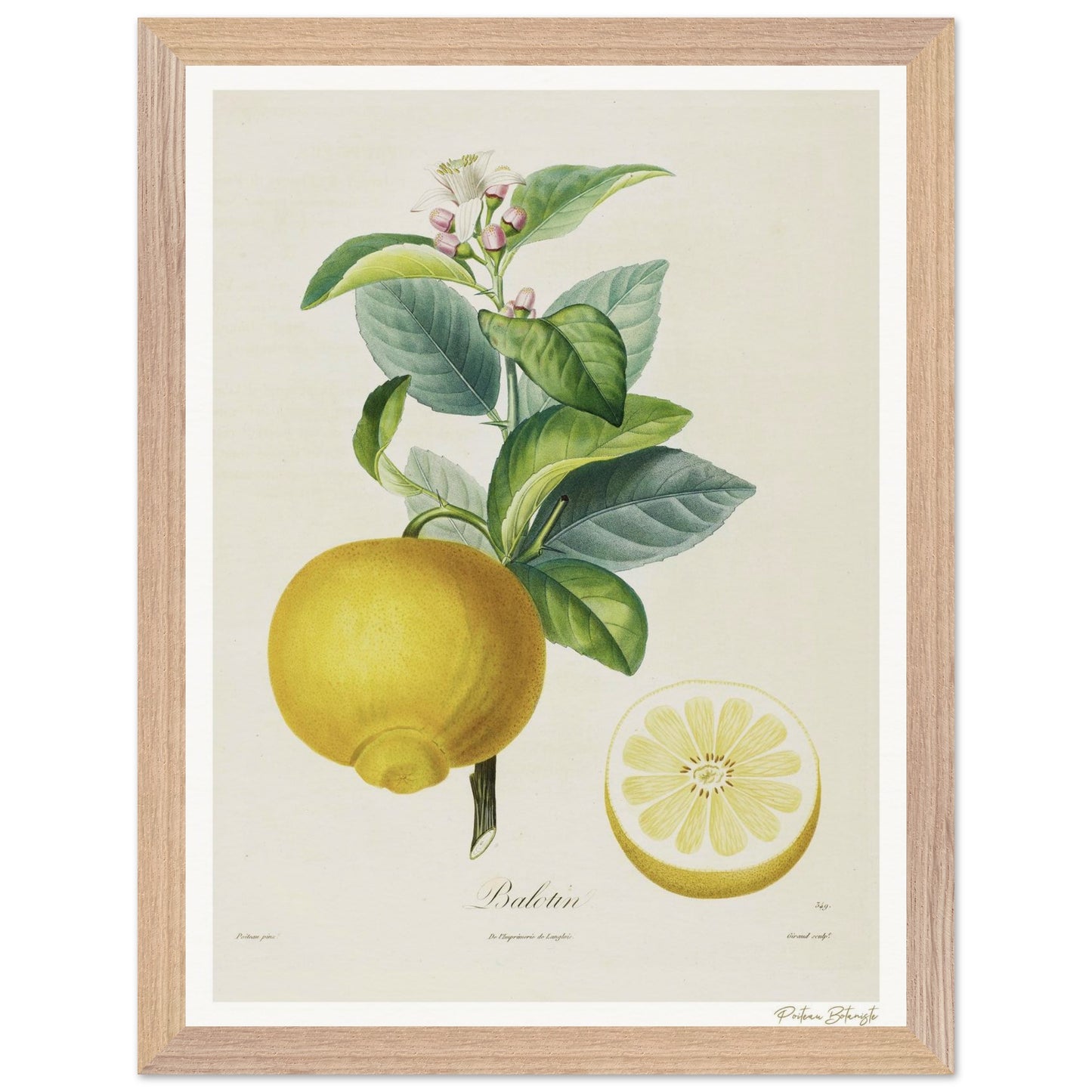 Affiche Botanique Citron Balotin - 30x40cm, cadre bois premium