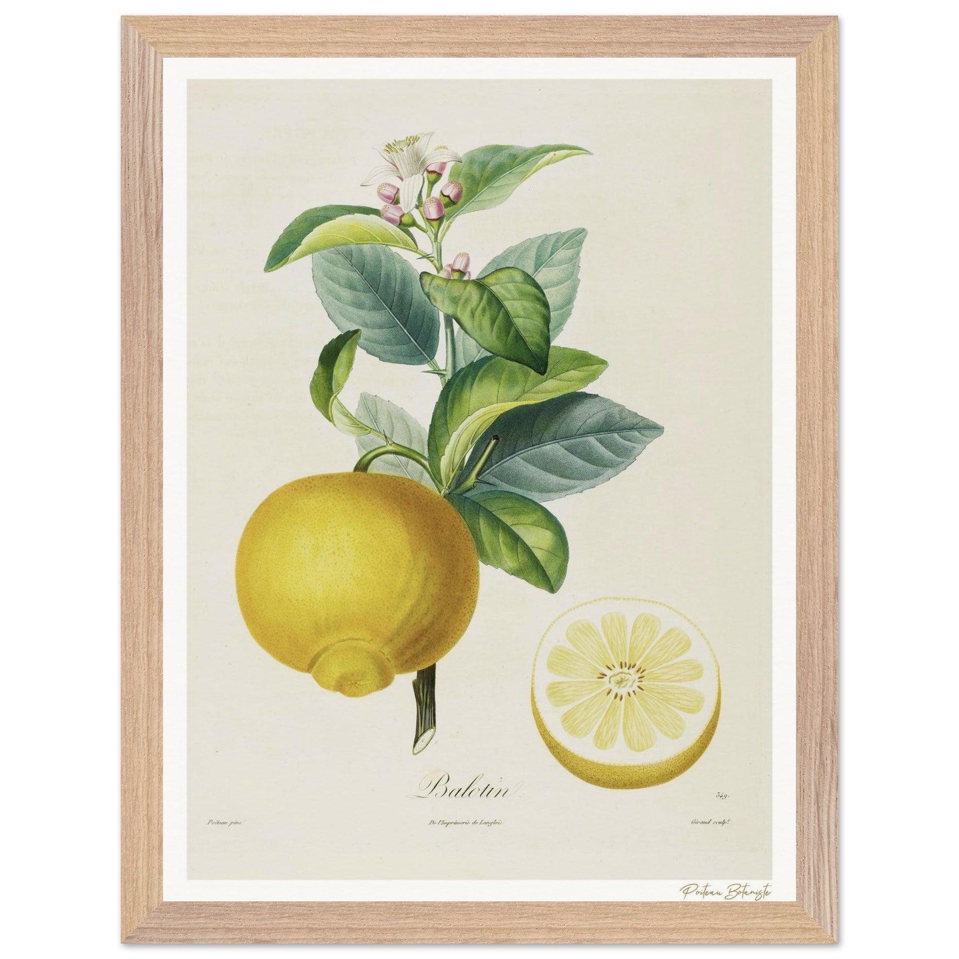 Affiche Botanique Citron Balotin - 30x40cm, cadre bois premium