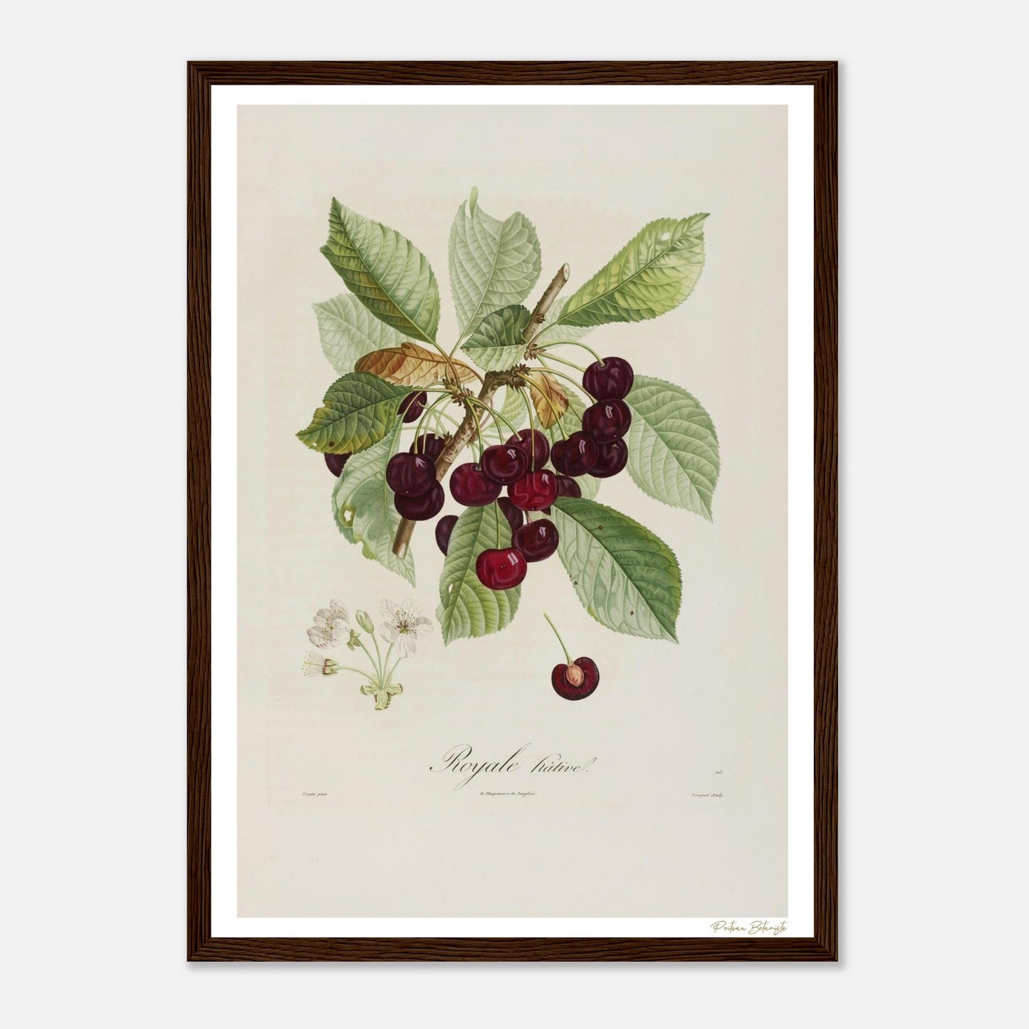 Affiche Botanique Cerise Royale Hâtive - format A3, cadre bois