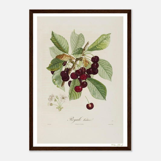 Affiche Botanique Cerise Royale Hâtive - format A3, cadre bois