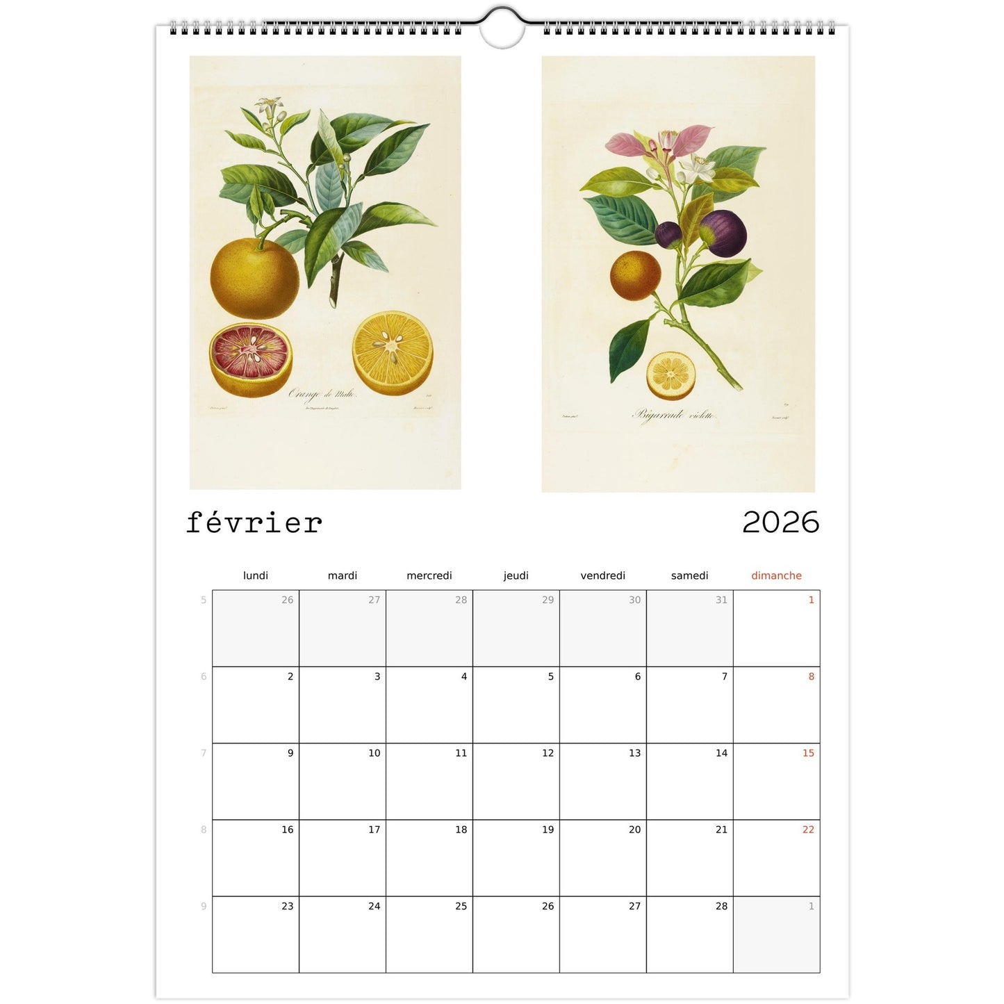 calendrier 2026 botanique fruit de saison février
