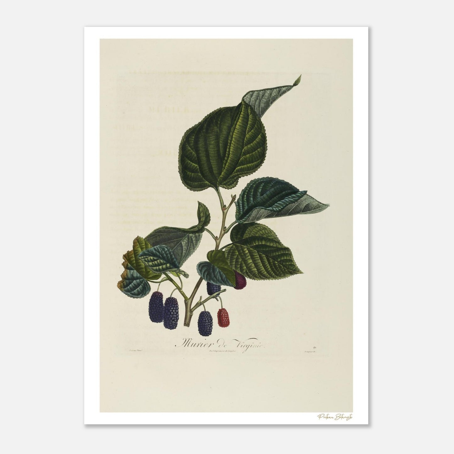 Planche botanique du Mûrier de Virginie. Impression Fine Art 50×70 cm d'après Poiteau. Art botanique XIXe siècle.