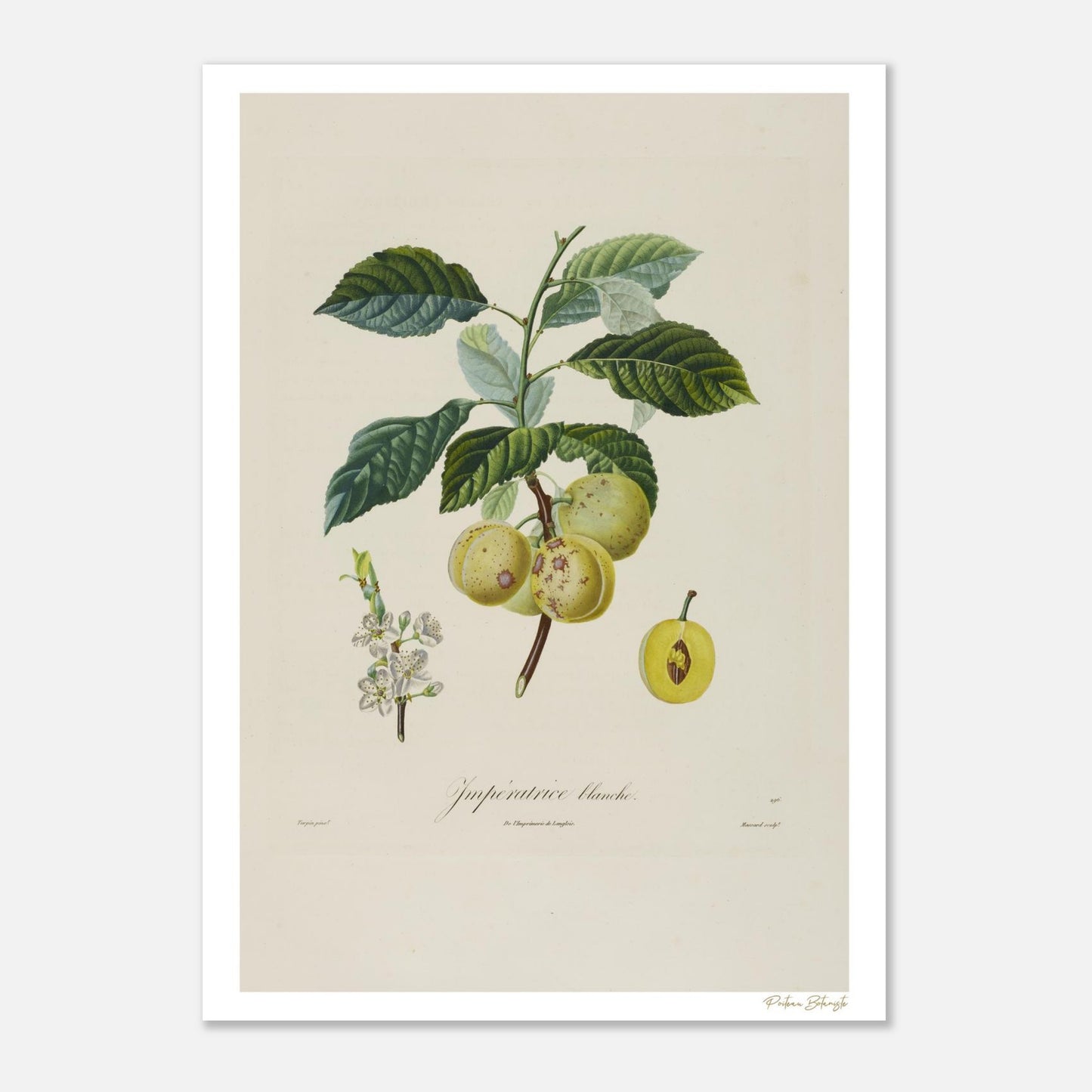 Planche botanique Prune Impératrice Blanche. Impression Fine Art 50×70 cm. Prunus duracina, illustration Turpin 1807. Art mural haut de gamme.