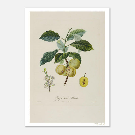Planche botanique Prune Impératrice Blanche. Impression Fine Art 50×70 cm. Prunus duracina, illustration Turpin 1807. Art mural haut de gamme.