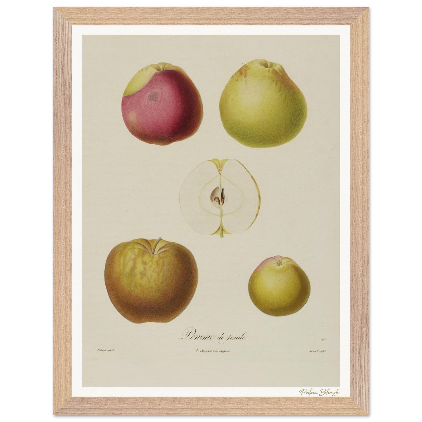 Affiche Botanique Pomme de Finale - 30x40cm, cadre bois premium