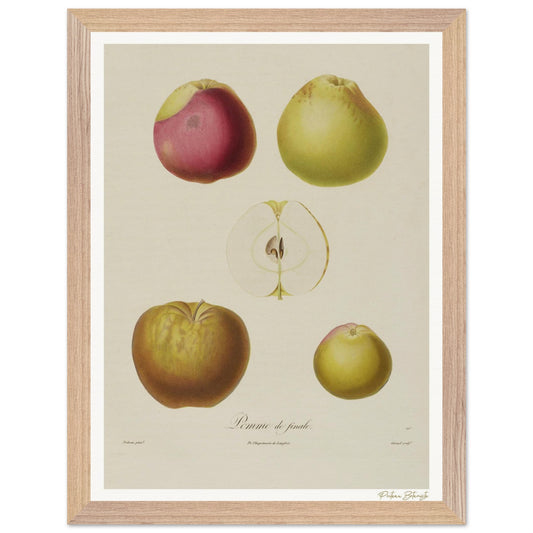 Affiche Botanique Pomme de Finale - 30x40cm, cadre bois premium