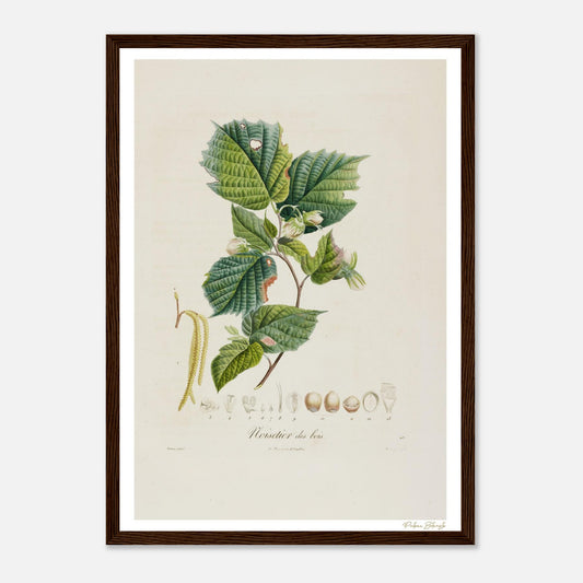Affiche Botanique Noisetier des Bois - format A3, cadre bois