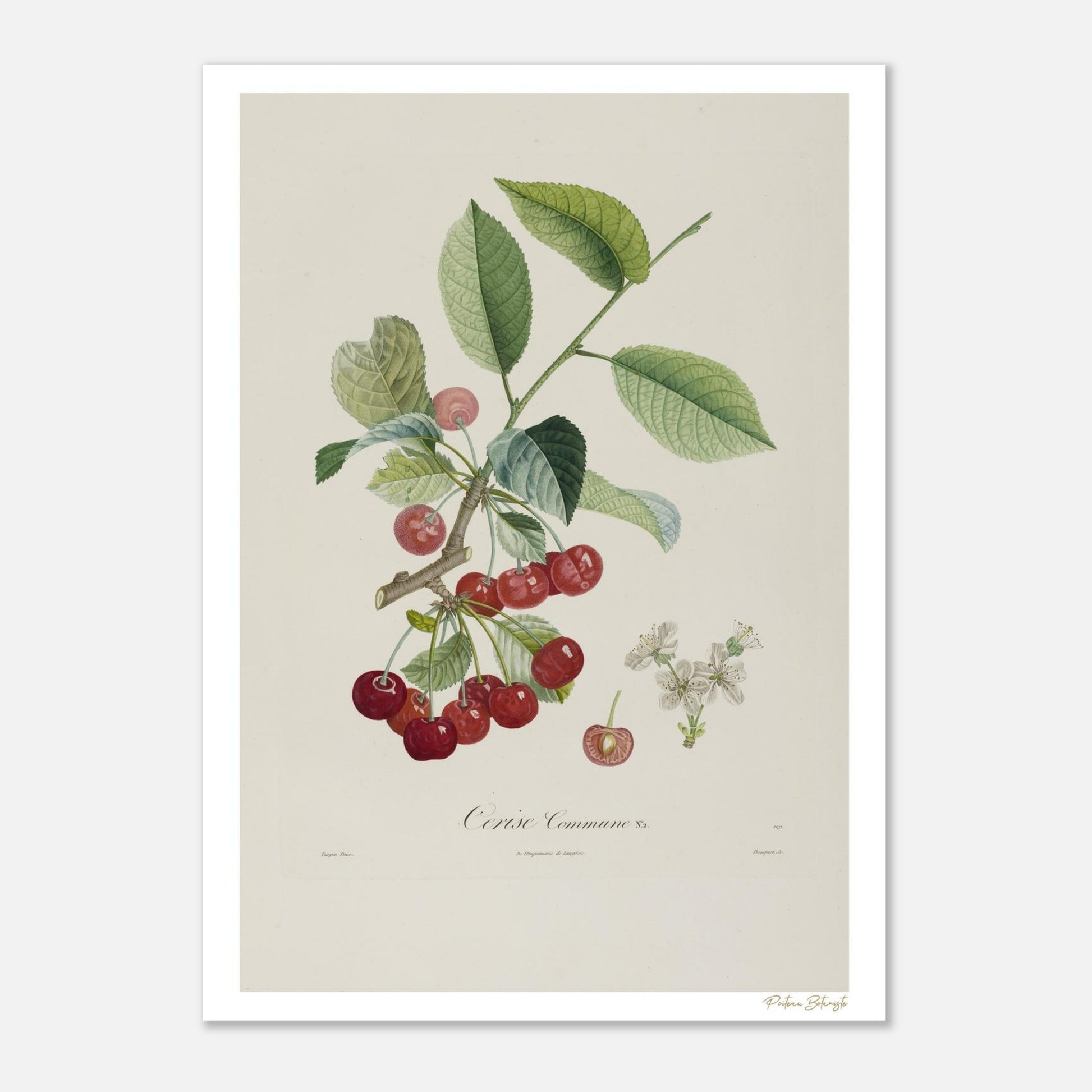 Planche botanique de la Cerise Commune, variété La Grosse. Illustration Fine Art 50×70 cm extraite du Traité des Arbres Fruitiers de Poiteau et Turpin.