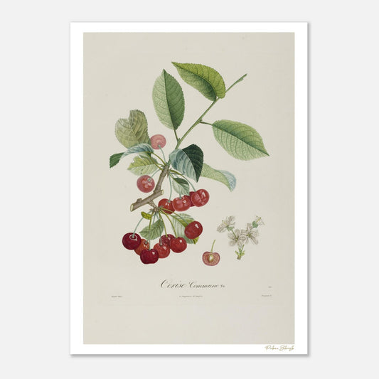 Planche botanique de la Cerise Commune, variété La Grosse. Illustration Fine Art 50×70 cm extraite du Traité des Arbres Fruitiers de Poiteau et Turpin.