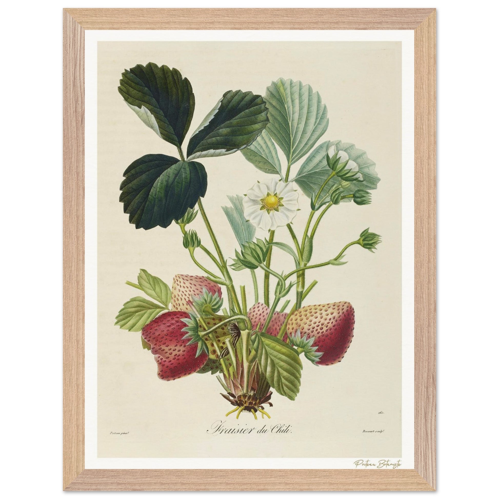 Fraisier du Chili - Affiche 30x40cm - cadre bois premium