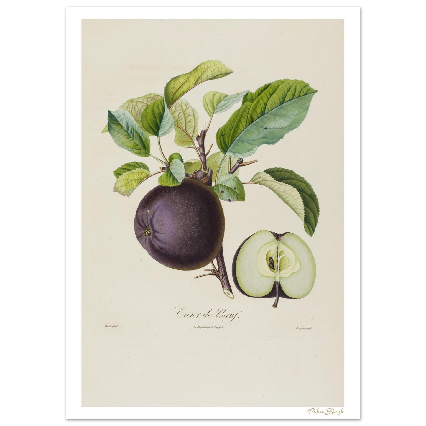 Planche botanique Fine Art 50×70 cm : Pomme Calville Cœur de Bœuf. Illustration scientifique XIXe siècle extraite du Traité des Arbres Fruitiers.