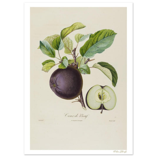 Planche botanique Fine Art 50×70 cm : Pomme Calville Cœur de Bœuf. Illustration scientifique XIXe siècle extraite du Traité des Arbres Fruitiers.