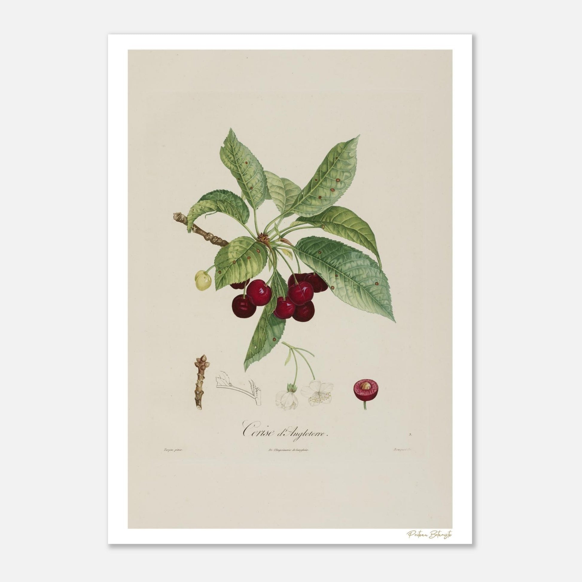 Planche botanique de la Cerise Anglaise, extraite du Traité des Arbres Fruitiers de Poiteau. Impression Fine Art 50×70 cm, qualité musée.