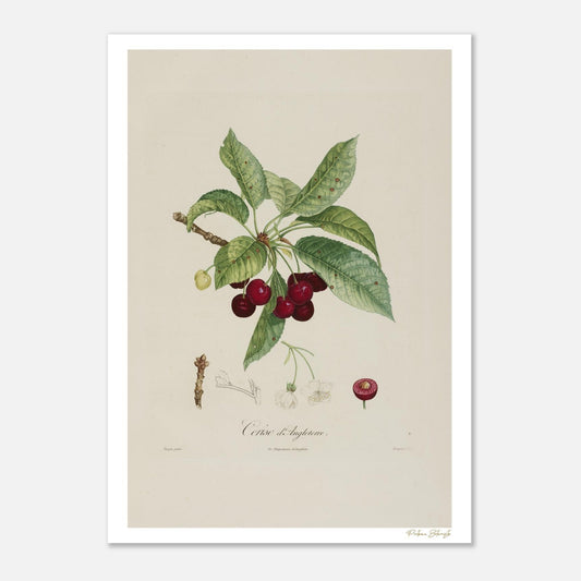 Planche botanique de la Cerise Anglaise, extraite du Traité des Arbres Fruitiers de Poiteau. Impression Fine Art 50×70 cm, qualité musée.