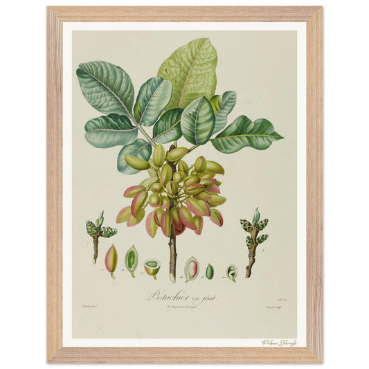 Affiche Botanique Pistachier - 30x40cm, cadre bois premium