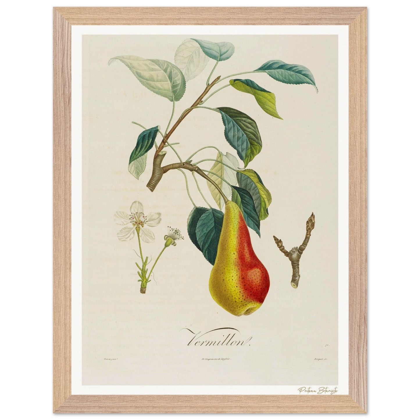 Affiche Botanique Poire Vermillon - 30x40cm, cadre bois premium
