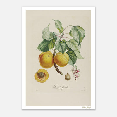 Abricot-Pêche - Affiche botanique 50×70 cm