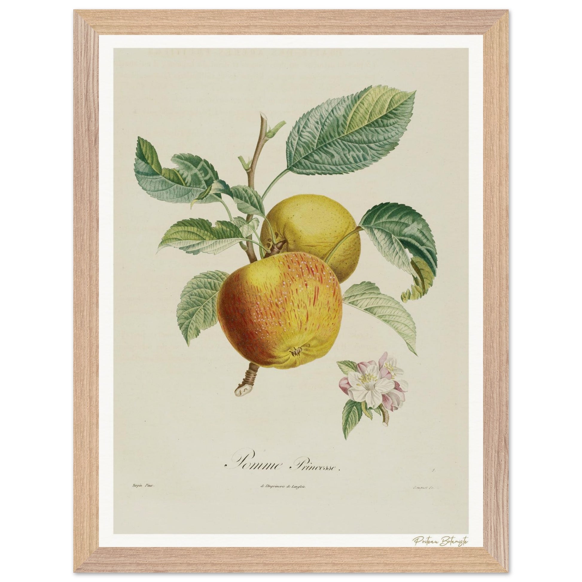 Affiche Botanique Pomme Princesse - 30x40cm, cadre bois premium