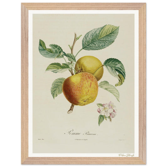 Affiche Botanique Pomme Princesse - 30x40cm, cadre bois premium