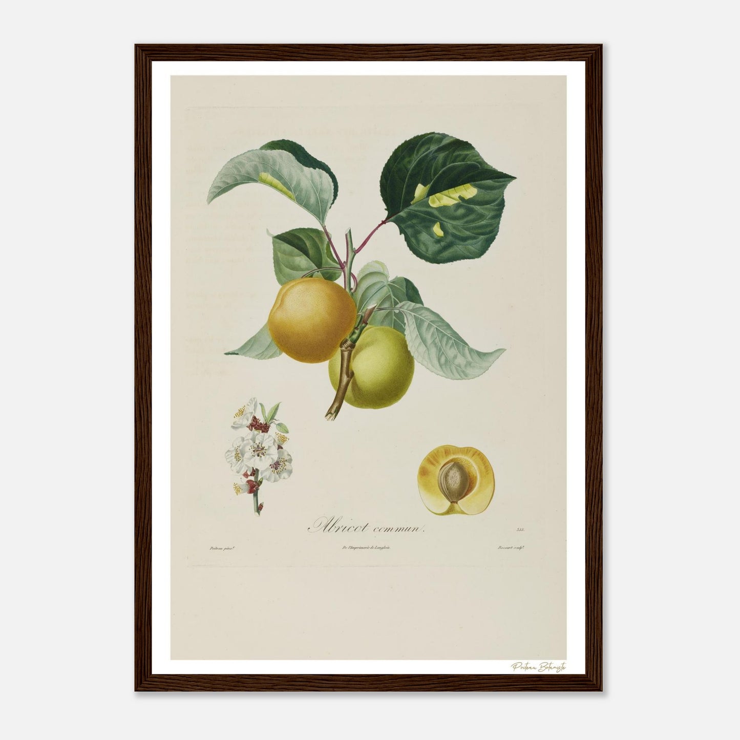 Affiche Botanique Abricot commun - format A3, cadre bois