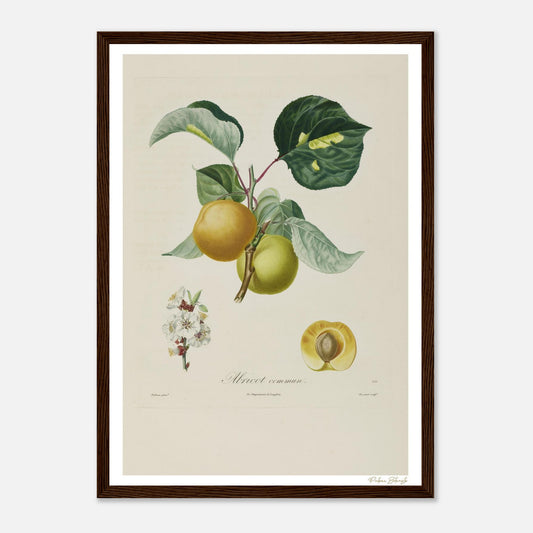 Affiche Botanique Abricot commun - format A3, cadre bois