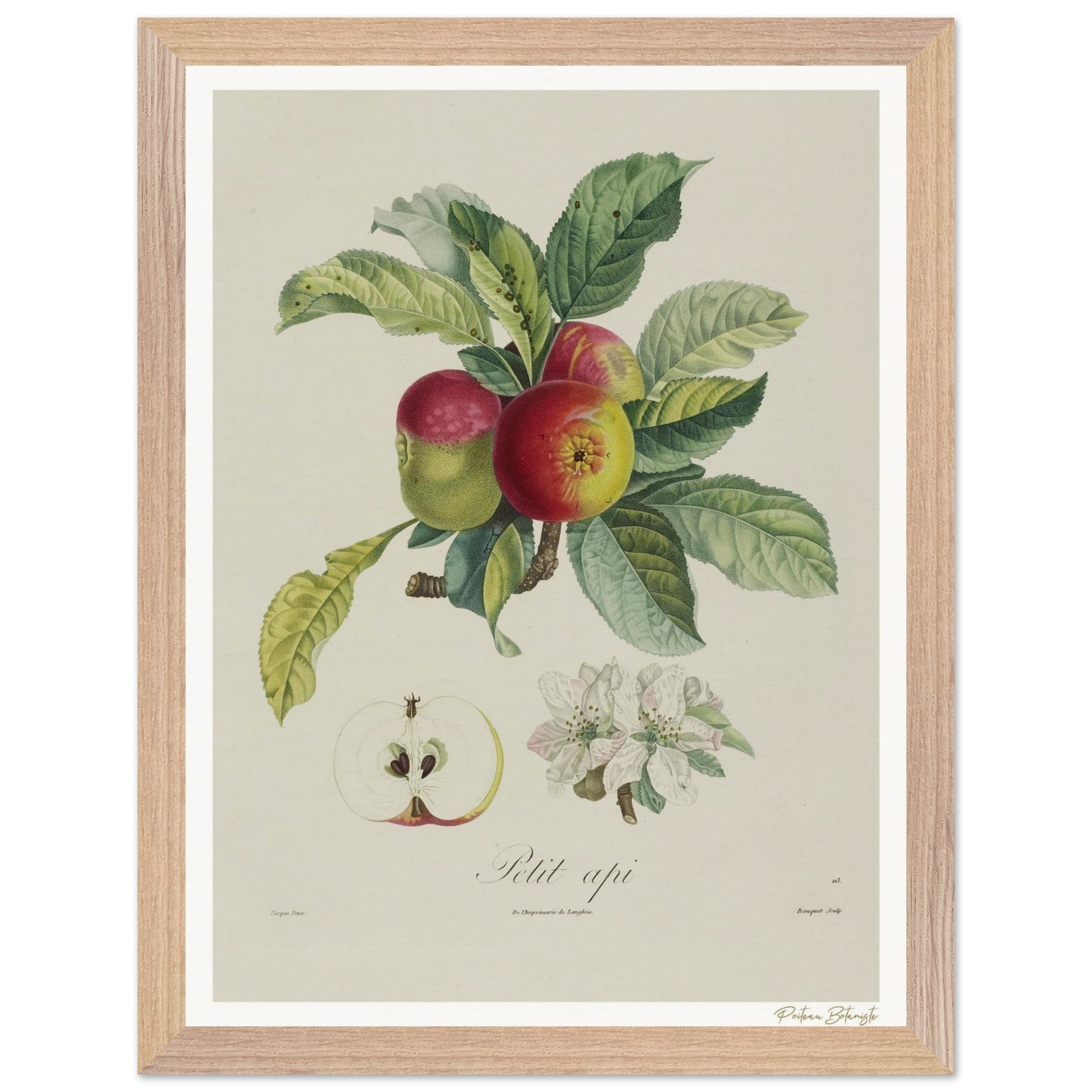 Affiche Botanique Pomme d'Api - 30x40cm, cadre bois premium
