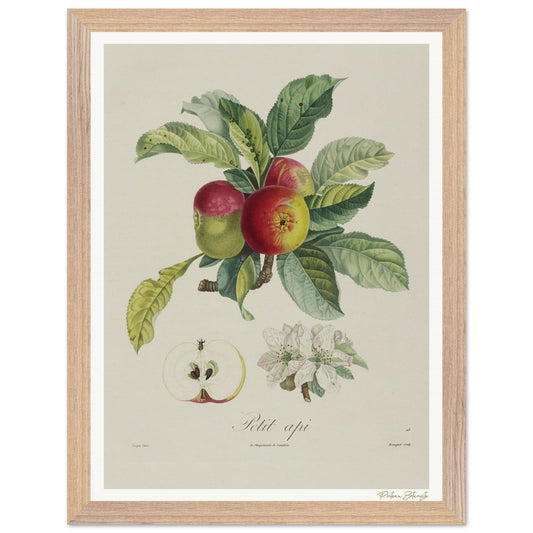 Affiche Botanique Pomme d'Api - 30x40cm, cadre bois premium