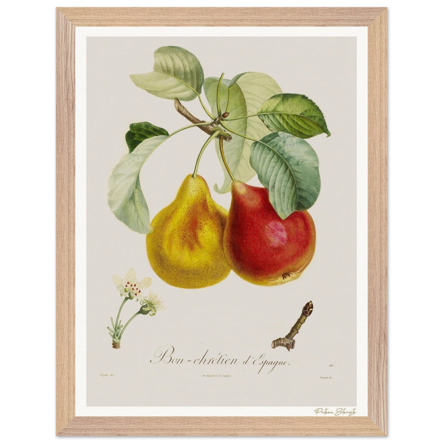Affiche Botanique Poire - 30x40cm, cadre bois premium