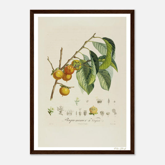 Affiche Botanique Kaki - Plaqueminier de Virginie - format A3, cadre bois