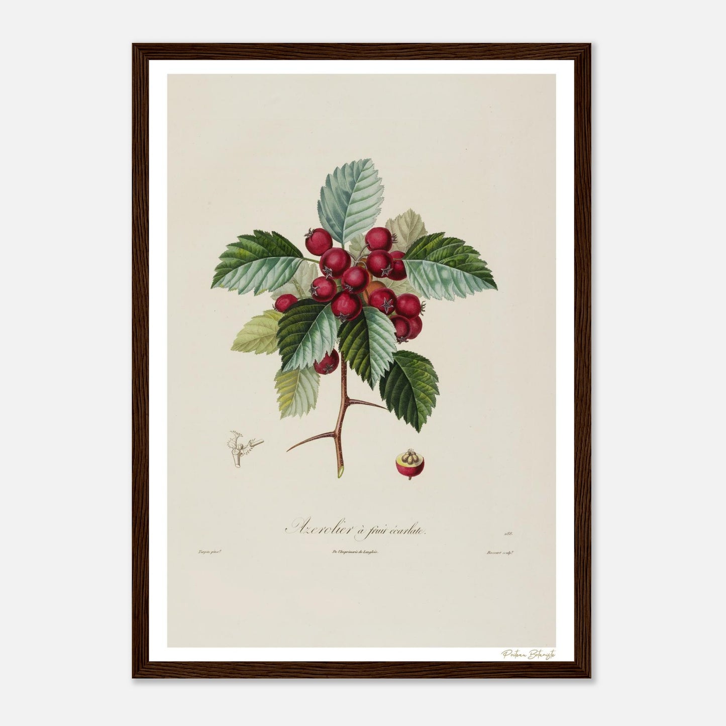 Affiche Botanique Azerolier à fruits écarlates - format A3, cadre bois