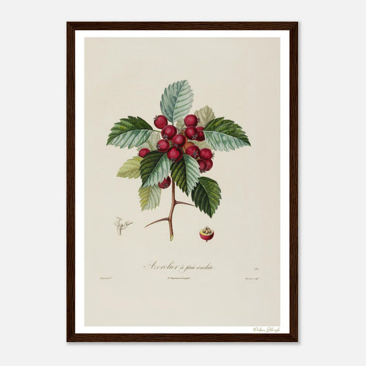 Affiche Botanique Azerolier à fruits écarlates - format A3, cadre bois