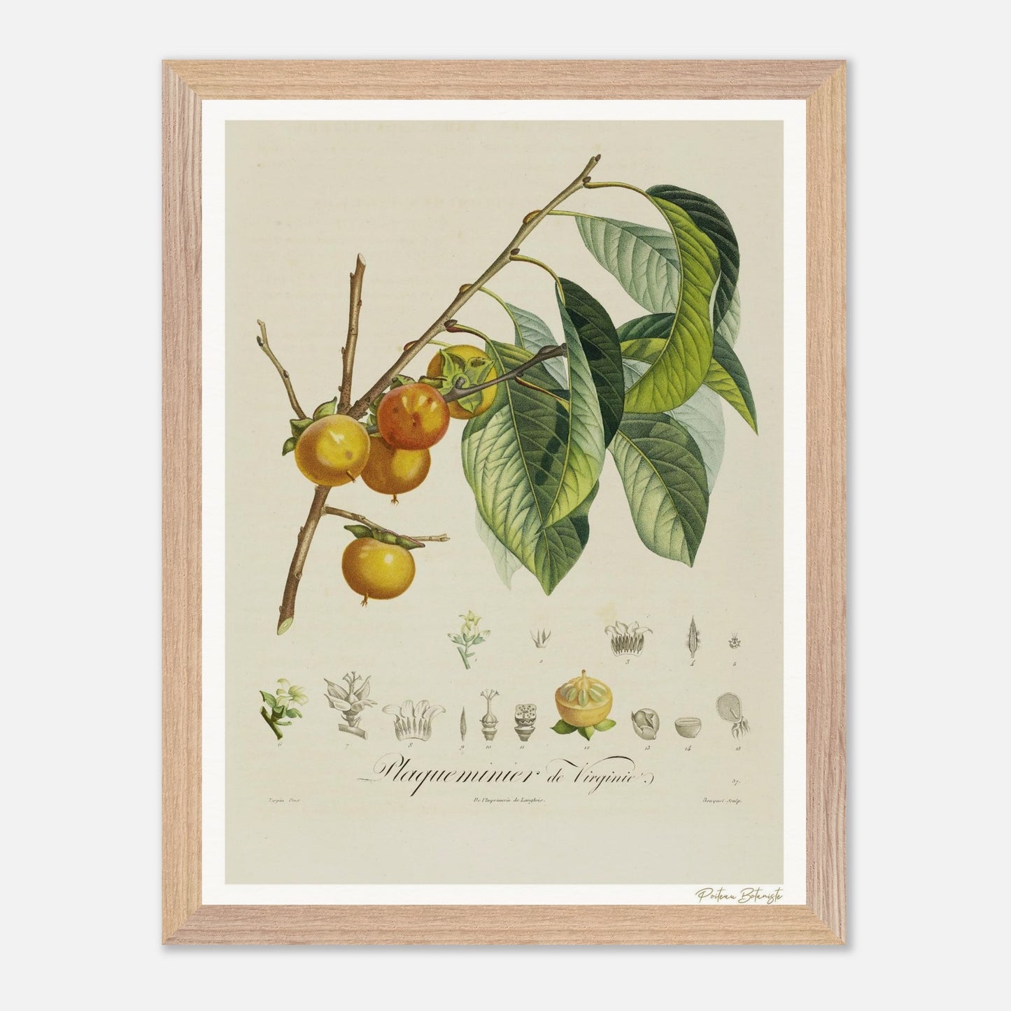 Affiche Botanique Kaki - 30x40cm, cadre bois premium