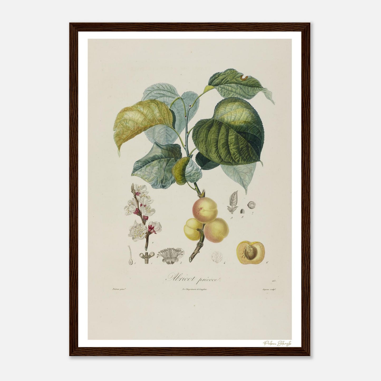 Affiche Botanique Abricot Précoce - format A3, cadre bois