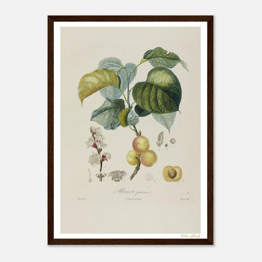 Affiche Botanique Abricot Précoce - format A3, cadre bois