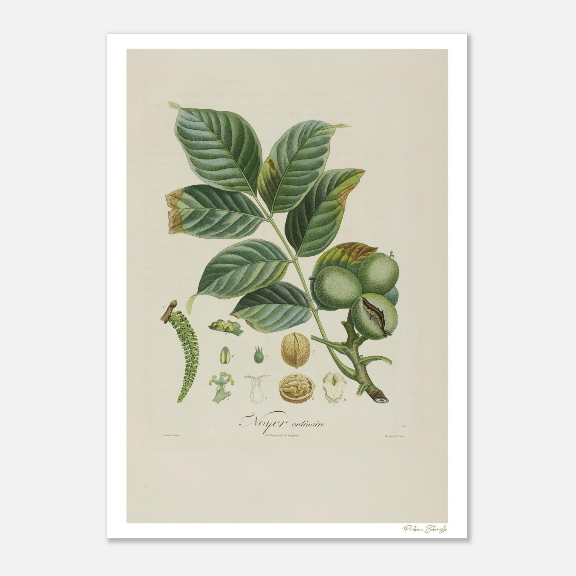 Planche botanique du Noyer commun extraite du Traité des Arbres Fruitiers de Poiteau et Turpin (1807). Impression Fine Art 50×70 cm, rendu fidèle à la gravure originale.