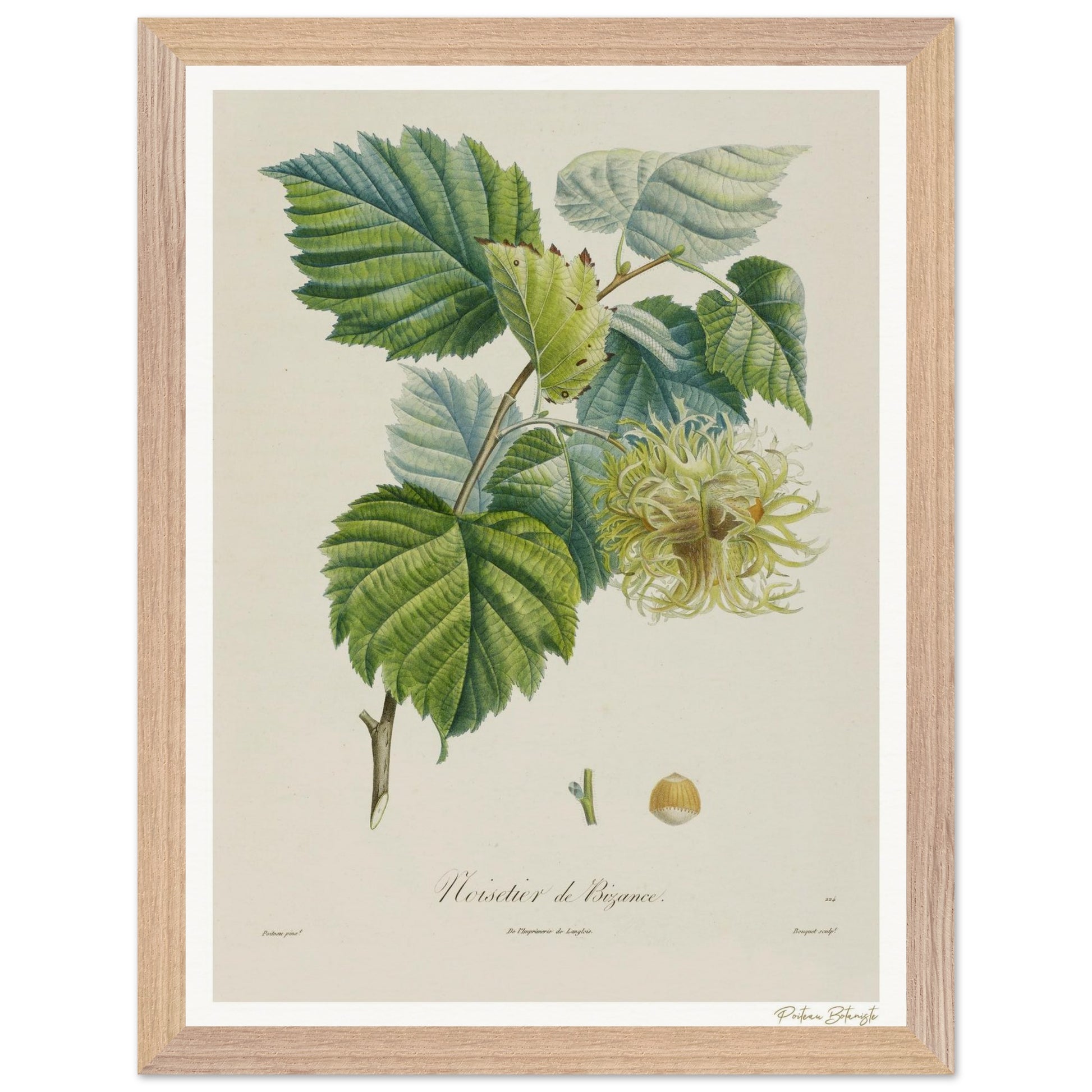 Affiche Botanique Noisetier de Byzance - 30x40cm, cadre bois premium