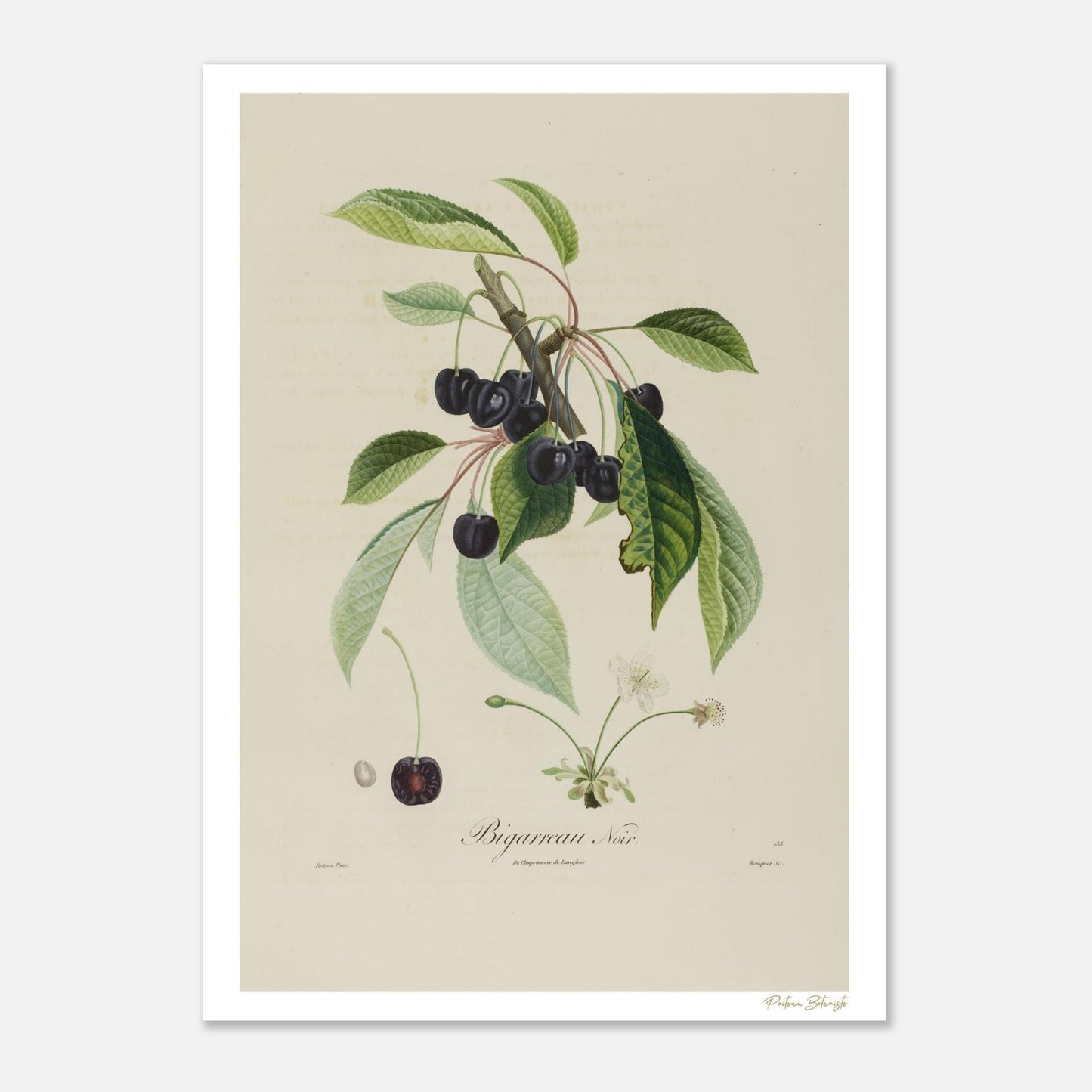 Planche botanique Cerise Bigarreau Noir, variété rare du XIXe siècle. Impression Fine Art 50×70 cm. Art botanique patrimonial.