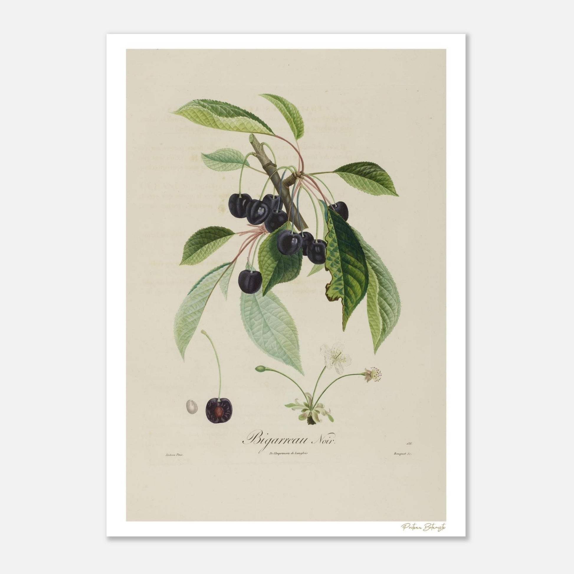 Planche botanique Cerise Bigarreau Noir, variété rare du XIXe siècle. Impression Fine Art 50×70 cm. Art botanique patrimonial.