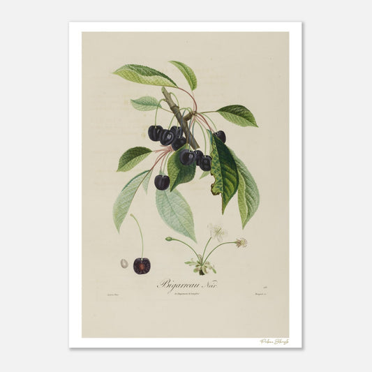Planche botanique Cerise Bigarreau Noir, variété rare du XIXe siècle. Impression Fine Art 50×70 cm. Art botanique patrimonial.