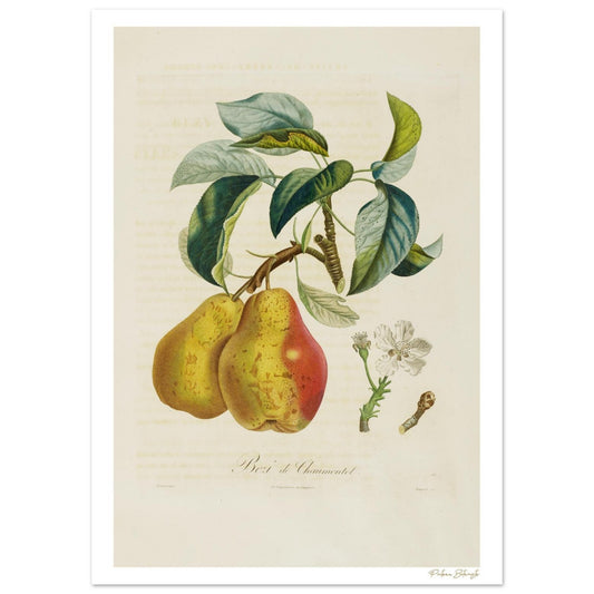 Planche botanique Poire Beurré de Chaumontel, Poiteau 1807. Impression Fine Art giclée 12 couleurs, 50×70 cm. Art botanique d'exception.