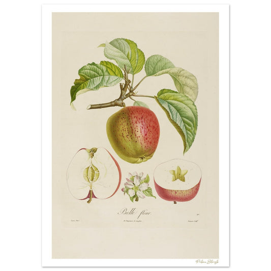 Planche botanique Pomme Belle-Fleur, Malus huntigiana. Impression Fine Art 50×70 cm, art botanique XIXe siècle. 