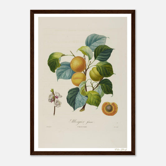 Affiche Botanique Abricot Albergier Franc - format A3, cadre bois