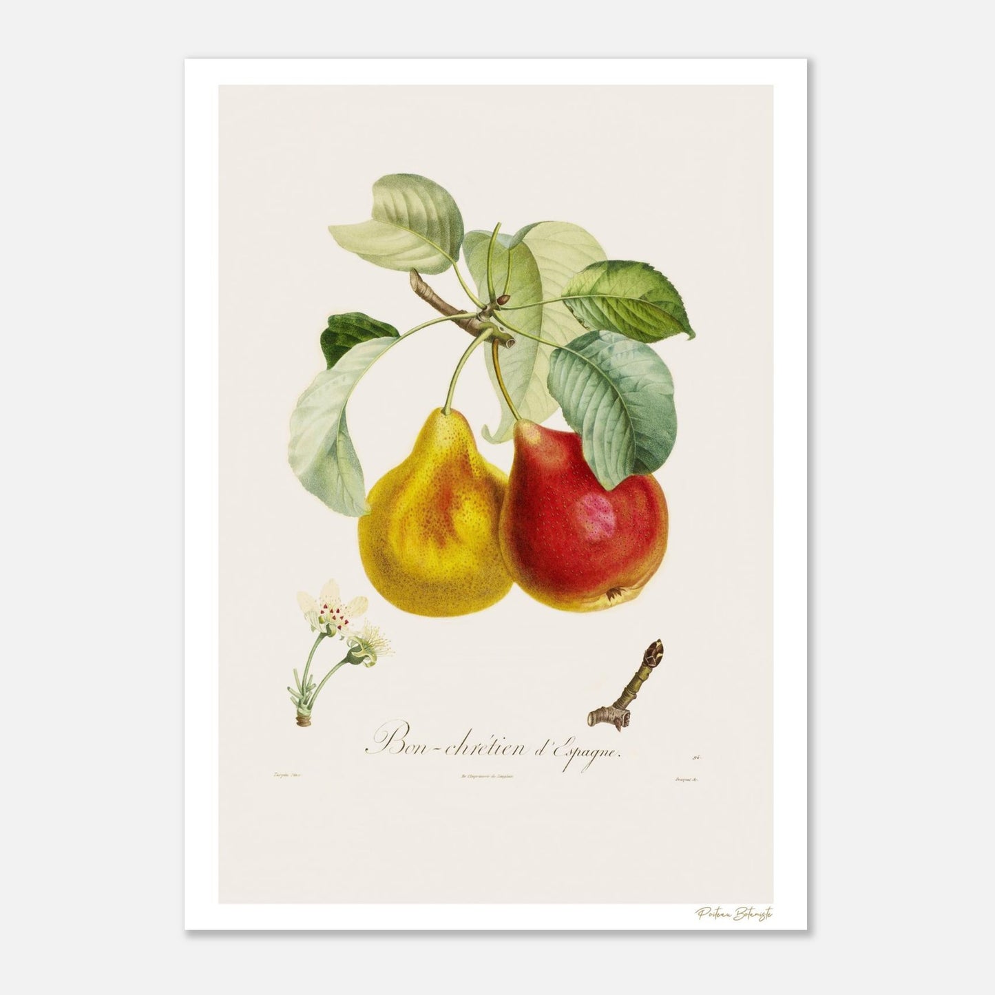 Planche botanique Fine Art 50×70 cm : la Poire Bon-Chrétien d'Espagne, pyramide écarlate qui divisa les jardiniers de Louis XIV. Impression 12 couleurs.