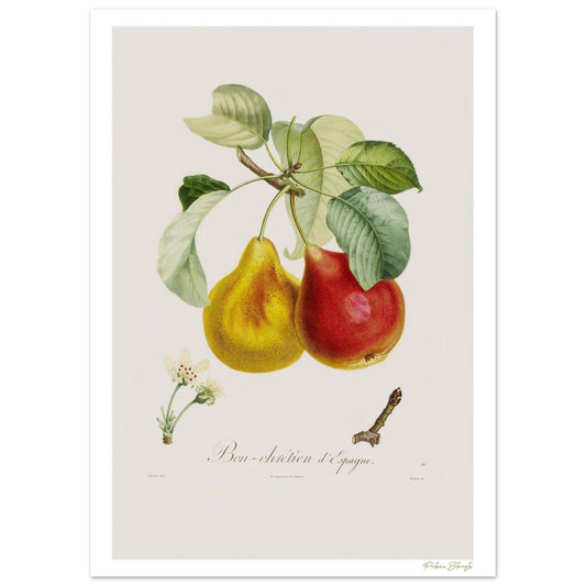 Planche botanique Fine Art 50×70 cm : la Poire Bon-Chrétien d'Espagne, pyramide écarlate qui divisa les jardiniers de Louis XIV. Impression 12 couleurs.